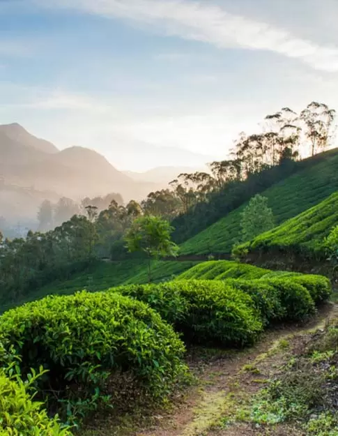 munnar tourist places