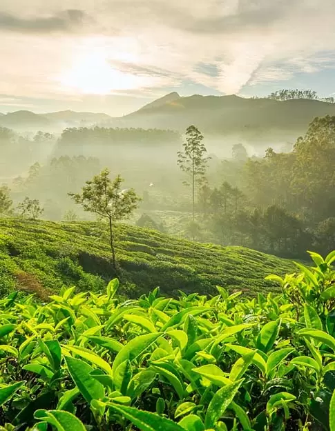 munnar good weather