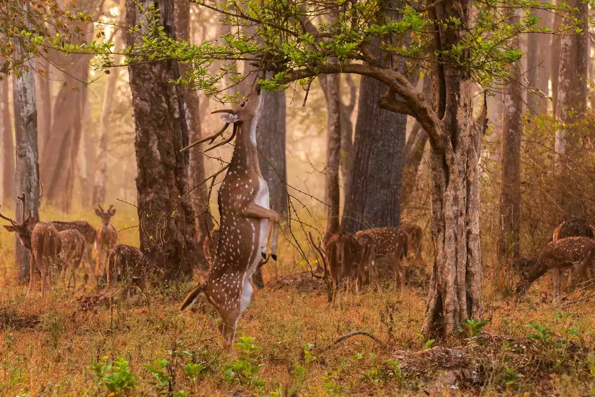  bangalore to coorg cabs
