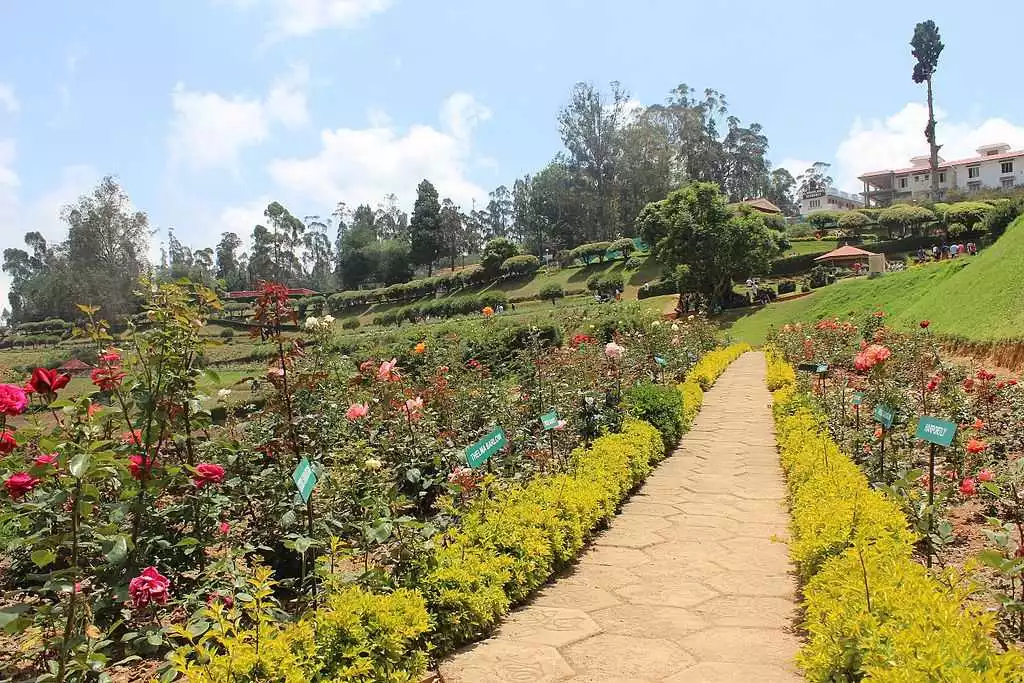  Rose_Garden_View_in_Ooty