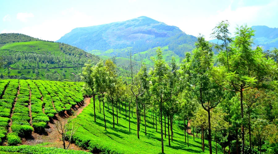  Munnar Tour Package Tatla