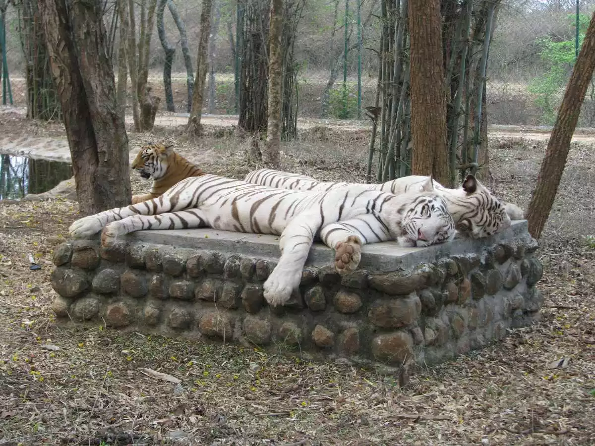  Bannerghatta National Park