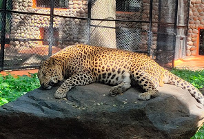  chamarajendra zoological gardens mysore