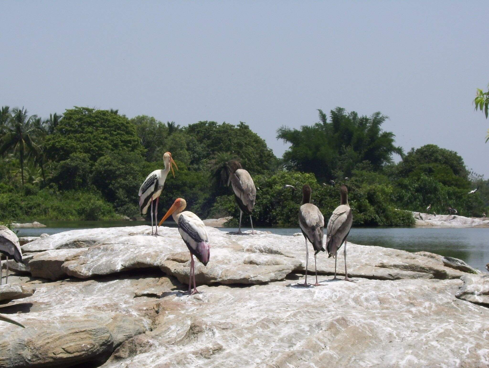  ranganathittu bird sanctuary mysore