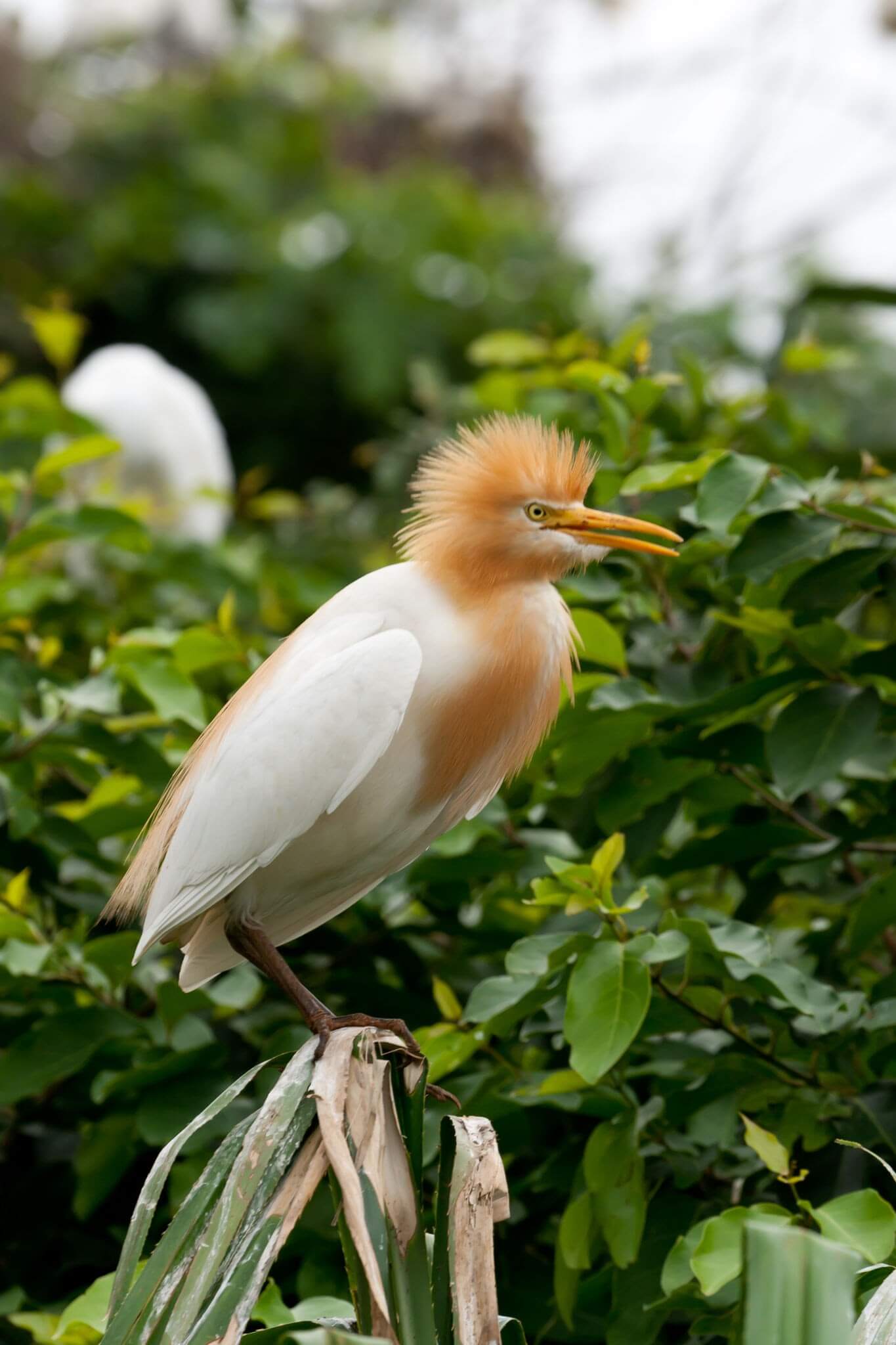  ranganathittu bird sanctuary mysore bird